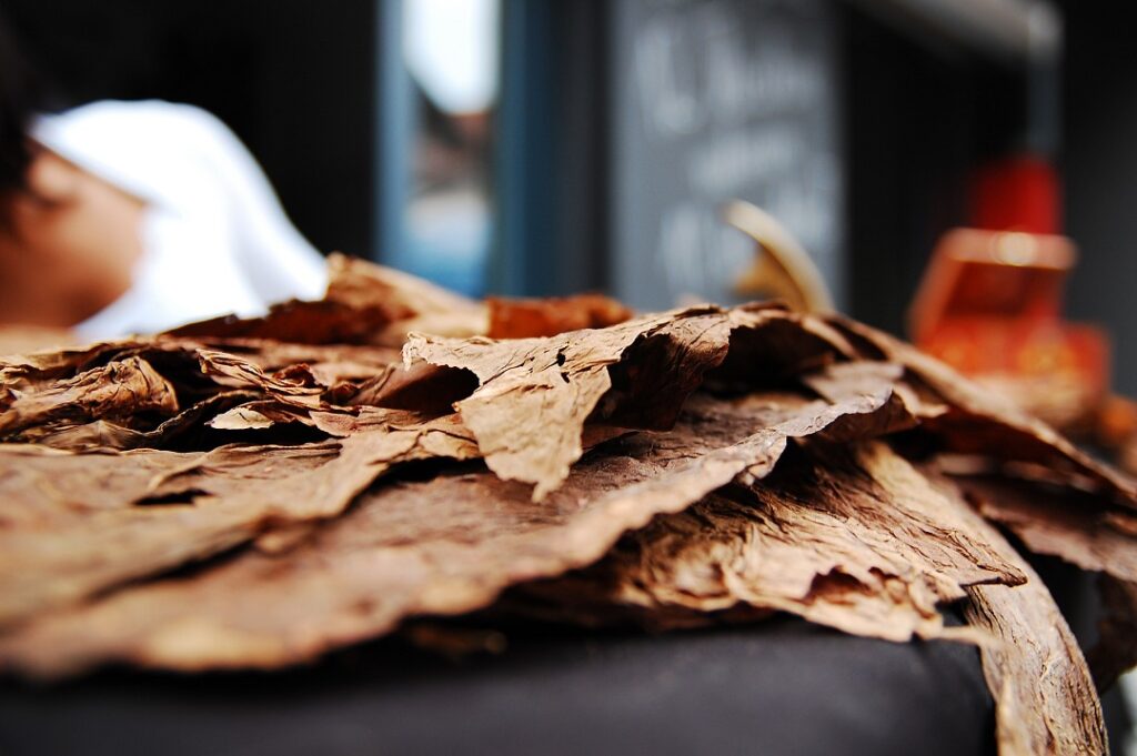 hojas de tabaco secas. 