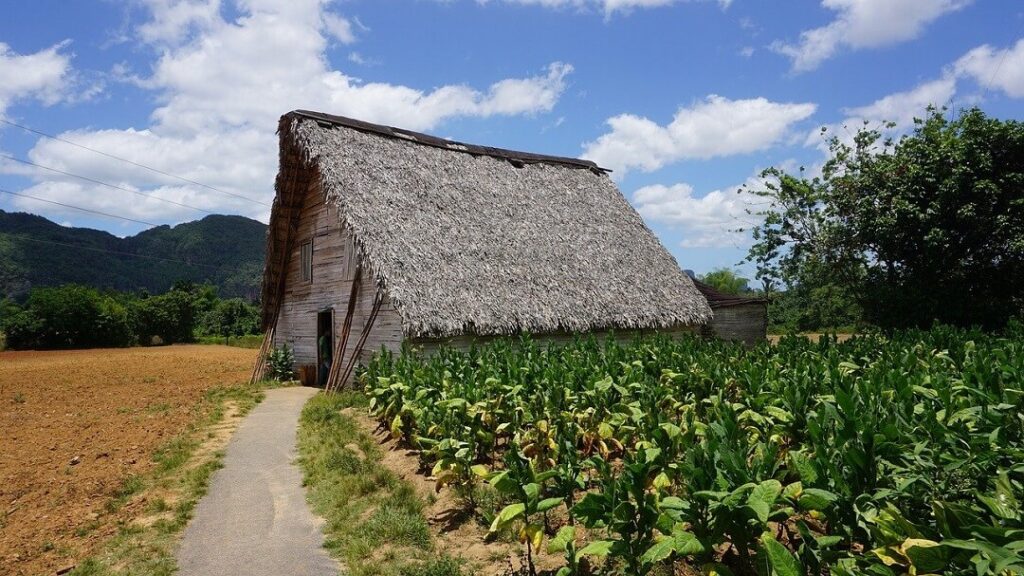 Casa de secado de tabaco. PlantaciÃ³n de tabaco en ViÃ±ales. 